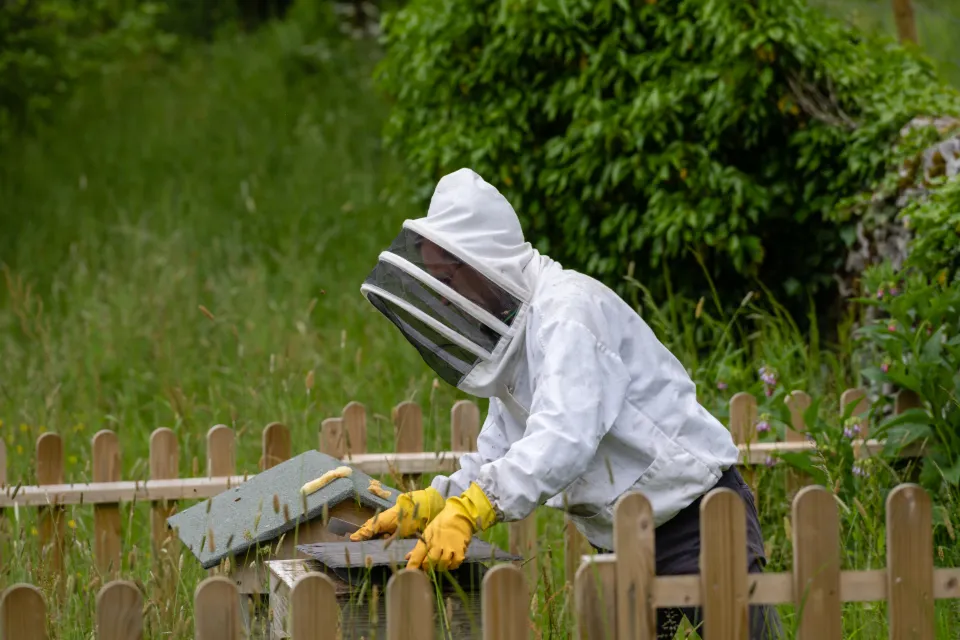 A beekeeper in a white suit and veil lifting a frame from a wooden hive